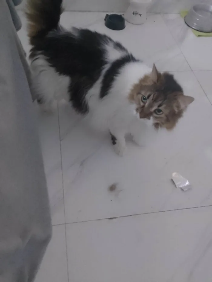Gato ra a Maine Coon idade 6 ou mais anos nome Safira