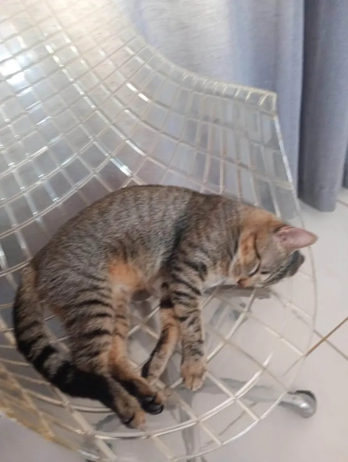 Gato ra a SRD-ViraLata idade 7 a 11 meses nome Chuck 