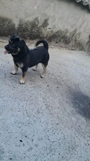 Cachorro ra a SRD-ViraLata idade 2 anos nome Black