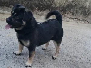 Cachorro raça SRD-ViraLata idade 2 anos nome Black