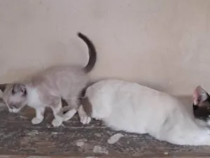 Gato raça SRD-ViraLata idade Abaixo de 2 meses nome Fofinho 