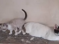 Gato raça SRD-ViraLata idade Abaixo de 2 meses nome Fofinho 
