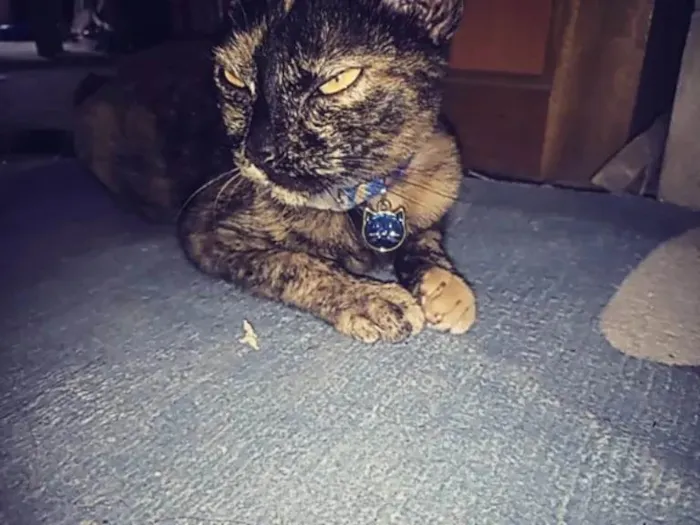 Gato ra a SRD-ViraLata idade 7 a 11 meses nome Não possuí nome 