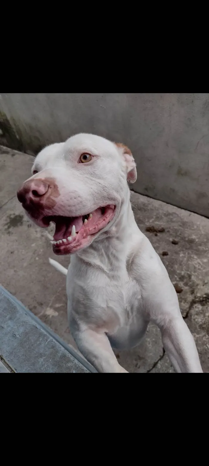 Cachorro ra a Pit-Bull idade 5 anos nome Archie 
