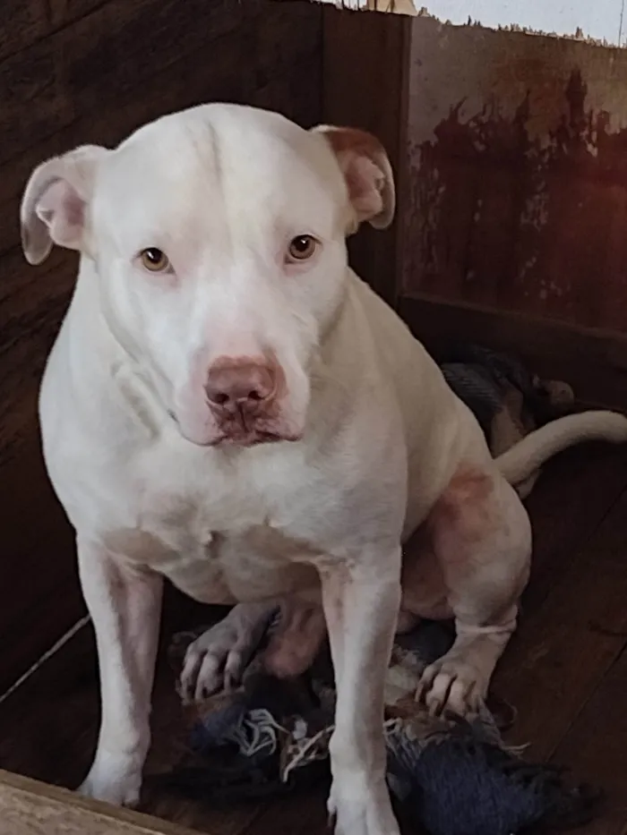 Cachorro ra a Pit-Bull idade 5 anos nome Archie 