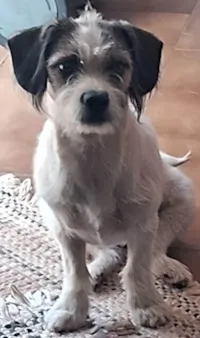 Cachorro ra a Pequinês idade 7 a 11 meses nome Belinha