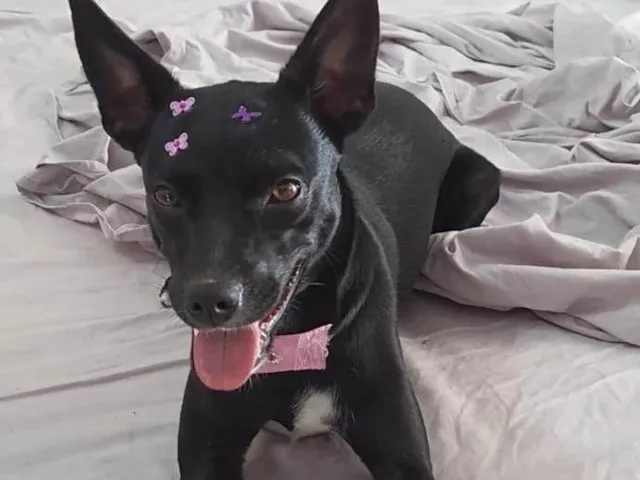 Cachorro ra a SRD-ViraLata idade 6 ou mais anos nome Índia 