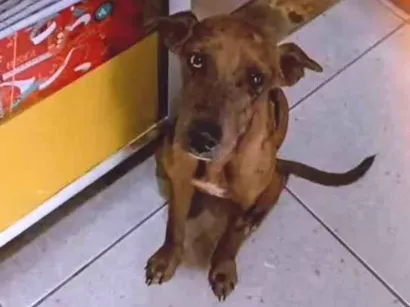 Cachorro raça SRD-ViraLata idade 7 a 11 meses nome Sem nome