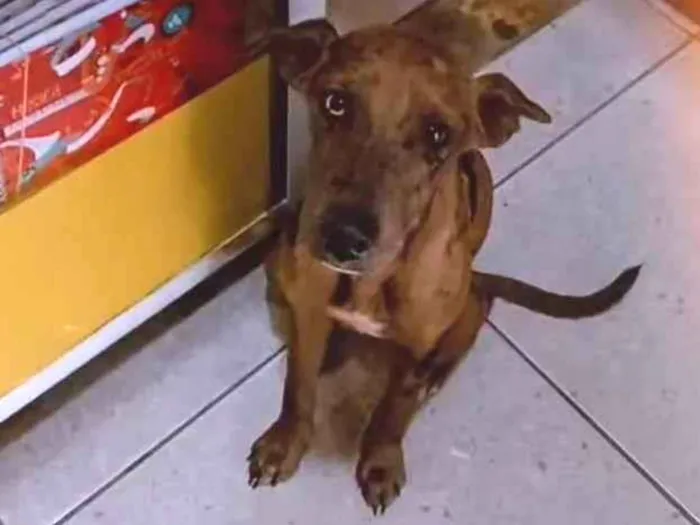Cachorro ra a SRD-ViraLata idade 7 a 11 meses nome Sem nome
