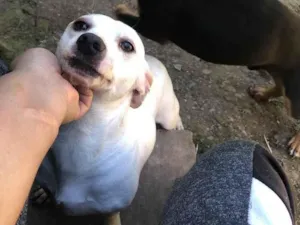 Cachorro raça SRD-ViraLata idade 2 anos nome Angélica da silva dos reis