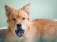 Cachorro ra a Chow Chow idade 7 a 11 meses nome Capivara