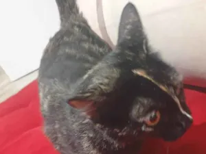 Gato raça SRD-ViraLata idade 4 anos nome Pandora 