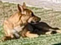 Cachorro raça SRD-ViraLata idade 2 anos nome Veridiana Franco