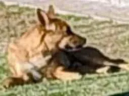 Cachorro ra a SRD-ViraLata idade 2 anos nome Veridiana Franco