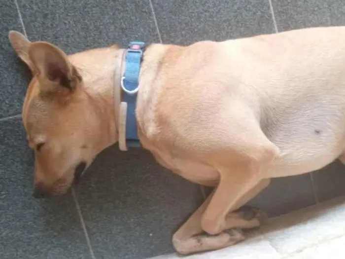 Cachorro ra a SRD-ViraLata idade 2 anos nome Canela 