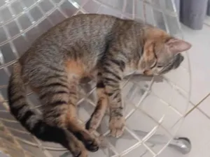 Gato raça SRD-ViraLata idade 7 a 11 meses nome Chuck 