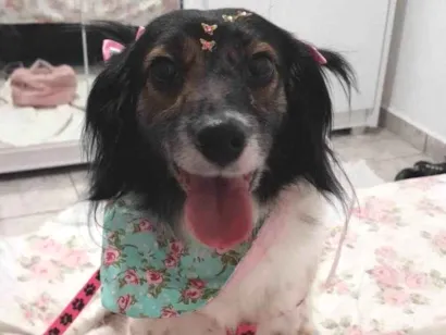 Cachorro raça SRD-ViraLata idade 2 anos nome Nina