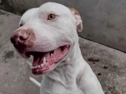 Cachorro raça Pit-Bull idade 5 anos nome Archie 