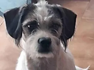 Cachorro raça Pequinês idade 7 a 11 meses nome Belinha