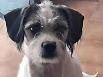 Cachorro raça Pequinês idade 7 a 11 meses nome Belinha