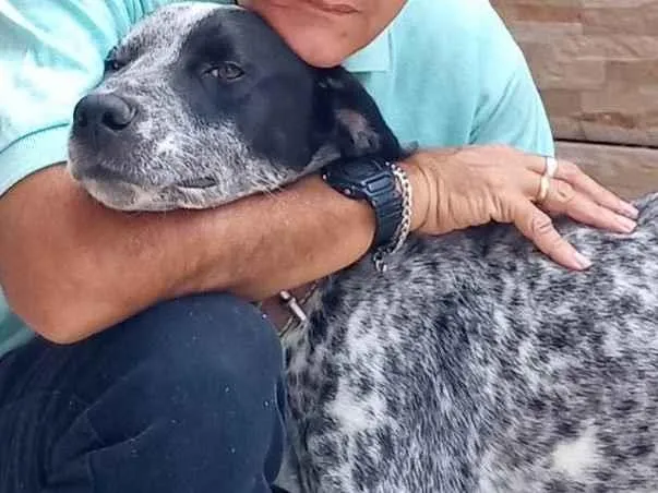 Cachorro ra a Dálmata idade 3 anos nome Duque 