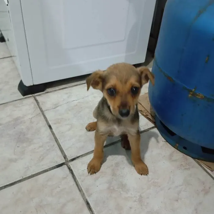 Cachorro ra a SRD-ViraLata idade Abaixo de 2 meses nome Leopoldo