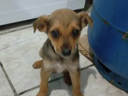 Cachorro ra a SRD-ViraLata idade Abaixo de 2 meses nome Leopoldo