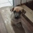 Cachorro ra a SRD-ViraLata idade Abaixo de 2 meses nome Duque