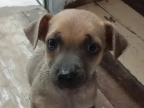 Cachorro ra a SRD-ViraLata idade Abaixo de 2 meses nome Duque