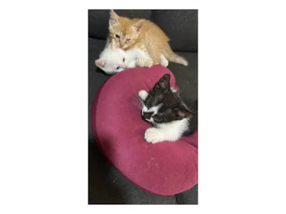 Gato ra a SRD-ViraLata idade 2 a 6 meses nome Gatinhos