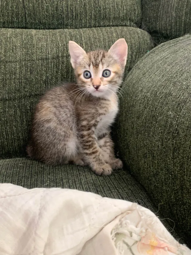 Gato ra a SRD-ViraLata idade Abaixo de 2 meses nome gatinhas fêmeas 