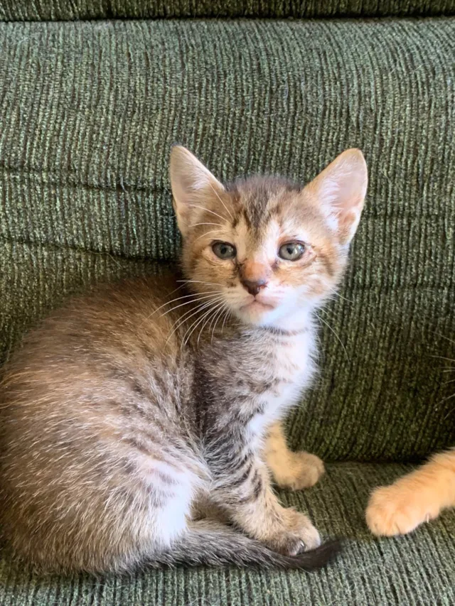 Gato ra a SRD-ViraLata idade Abaixo de 2 meses nome gatinhas fêmeas 