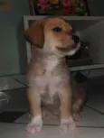 Cachorro ra a SRD-ViraLata idade Abaixo de 2 meses nome Soneca