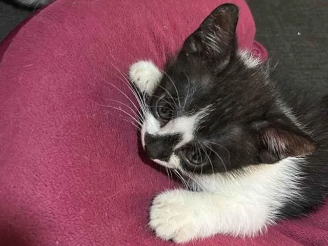 Gato ra a SRD-ViraLata idade 2 a 6 meses nome Gatinhos