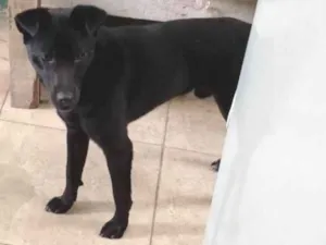 Cachorro raça SRD-ViraLata idade 1 ano nome Kiko