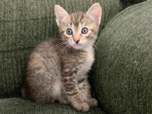 Gato raça SRD-ViraLata idade Abaixo de 2 meses nome gatinhas fêmeas 