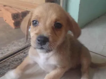 Cachorro raça SRD-ViraLata idade Abaixo de 2 meses nome Soneca