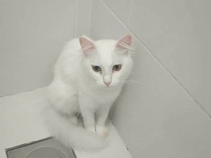 Gato ra a SRD-ViraLata idade 1 ano nome Diana