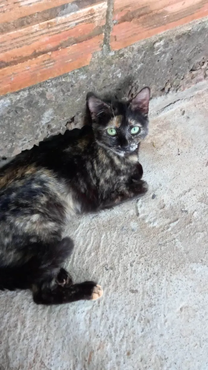 Gato ra a Exótico idade 2 a 6 meses nome Corujinha