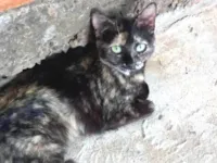 Gato ra a Exótico idade 2 a 6 meses nome Corujinha