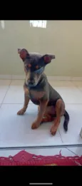 Cachorro ra a SRD-ViraLata idade 2 a 6 meses nome Zara