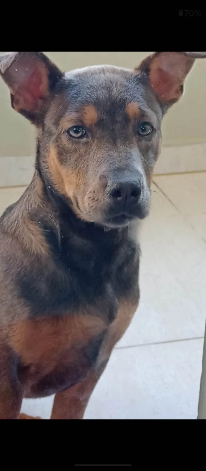 Cachorro ra a SRD-ViraLata idade 2 a 6 meses nome Zara
