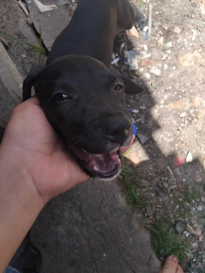 Cachorro ra a SRD-ViraLata idade 2 a 6 meses nome Amora