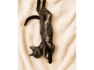 Gato raça SRD-ViraLata idade 2 a 6 meses nome Olívia