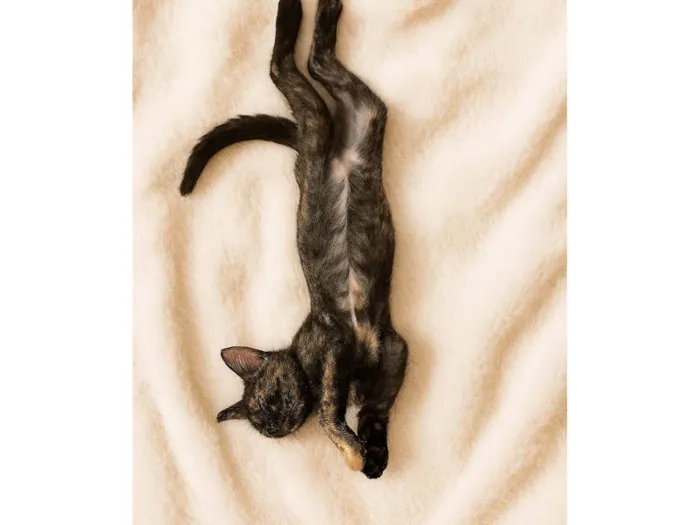 Gato ra a SRD-ViraLata idade 2 a 6 meses nome Olívia