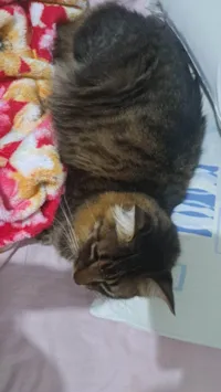 Gato ra a Angorá idade 2 anos nome Theo