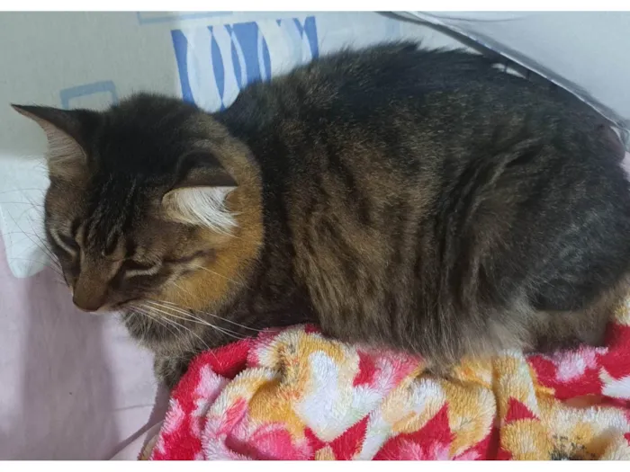 Gato ra a Angorá idade 2 anos nome Theo