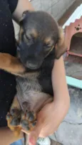 Cachorro ra a SRD-ViraLata idade 2 a 6 meses nome Pipoca