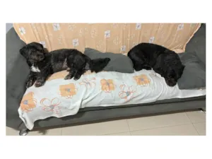 Cachorro raça SRD-ViraLata idade 6 ou mais anos nome Betoven e Scooby