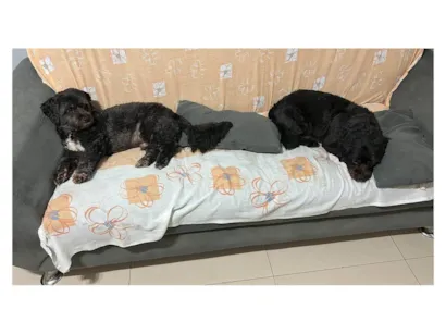 Cachorro raça SRD-ViraLata idade 6 ou mais anos nome Betoven e Scooby